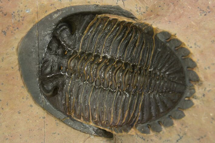 Chocolate-Brown Hollardops Trilobite - Ventral Presentation #334908